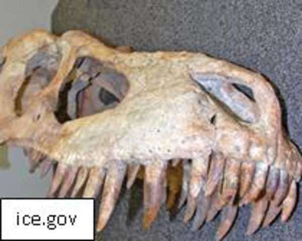 Your Own T-Rex Dinosaur in Your Home