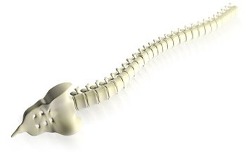 Spinal Cord Injuries