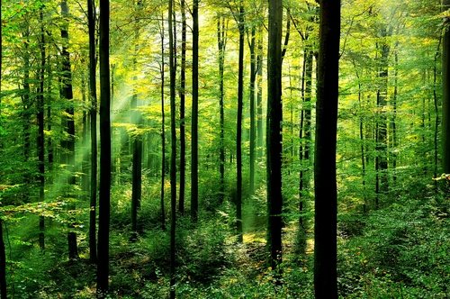 A Guide to the Forest Service