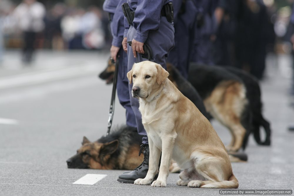 Guide to the Drug Enforcement Administration (DEA)