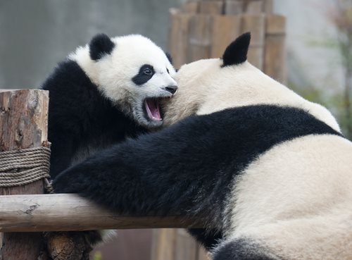 Endangered species Defined