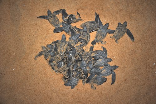 Endangered Species Act